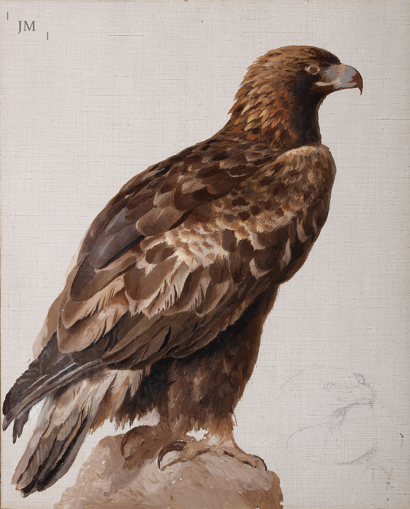 A Golden Eagle - study